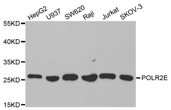 POLR2E Antibody