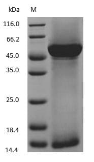 RuBisCO Protein (Native)