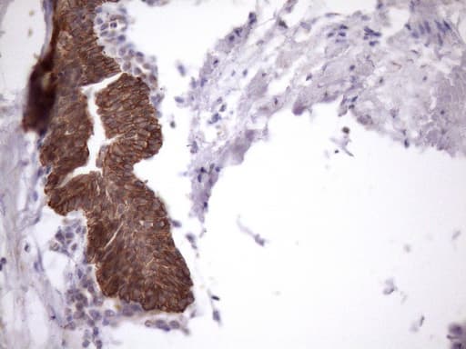 AMTN Antibody (clone OTI2D9, Carrier-free)