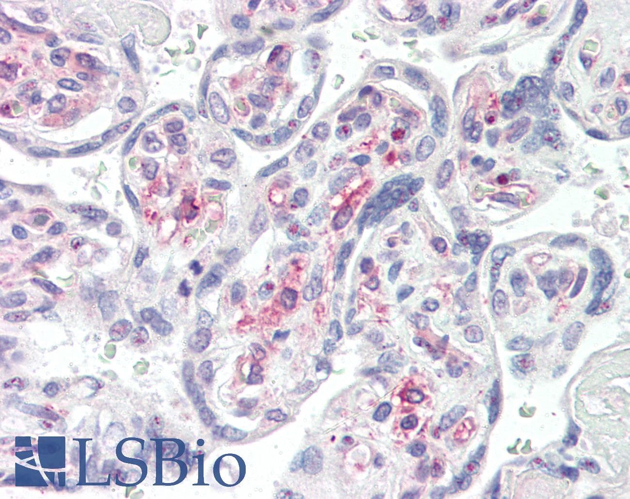 IHC-plus™ IRAK1 / IRAK Antibody (aa683-712)