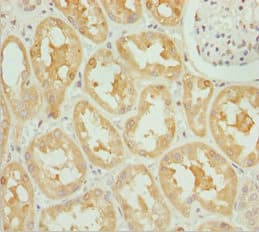 Polyclonal Rabbit anti-Human OPA3 Antibody (IHC, IF)