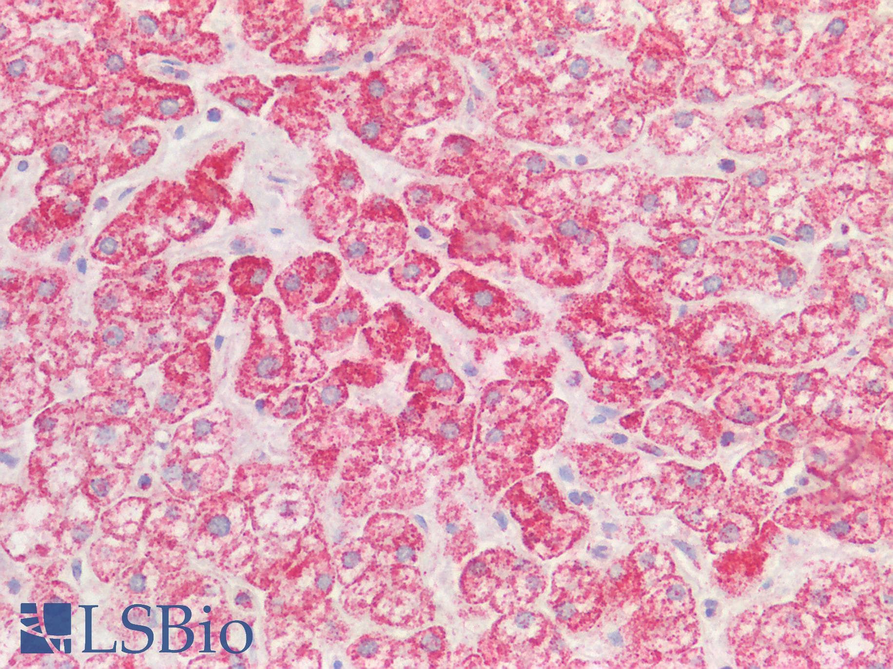 FPGS Antibody (aa265-314)