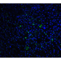 TLR3 Antibody