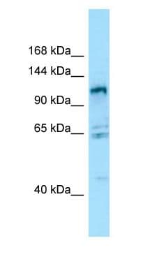 GPRC6A Antibody (N-Terminus)