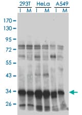 HMG20B / BRAF35 Antibody (clone 1F6)