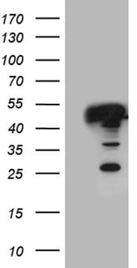 GLRX3 / Glutaredoxin 3 Antibody (clone OTI4C8, Carrier-free)