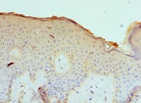 CASP14 / Caspase 14 Antibody (aa1-242)
