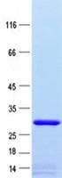 Human Kv10.1 / KCNH1 Protein (Recombinant ABP-His, N-terminus)