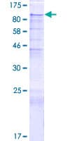 Human PIBF1 / PIBF Protein (Recombinant GST)