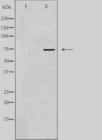 SEMA7A / Semaphorin 7A Antibody