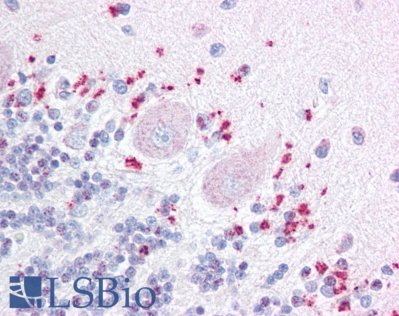 IHC-plus™ WNT7A Antibody (Internal)