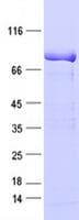 Human TLE3 Protein (Recombinant DDK,C-terminus)