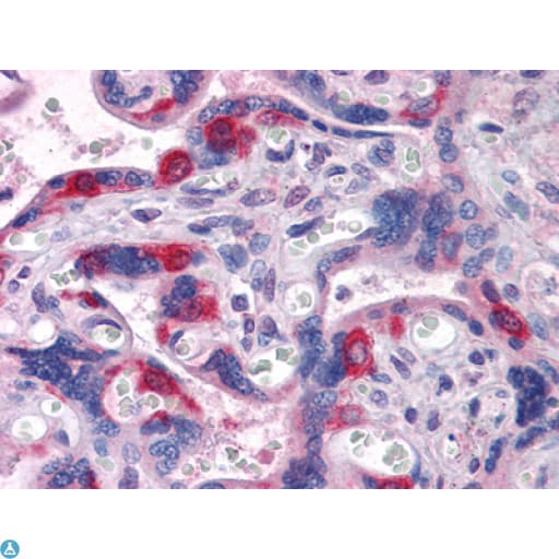 EDR / PEG10 Antibody