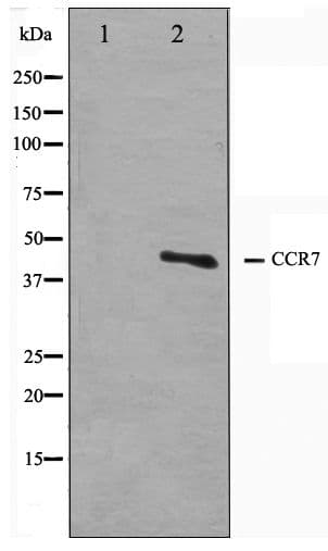 CCR7 Antibody