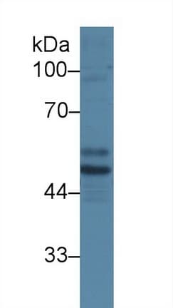 STK11 / LKB1 Antibody (aa49-309, APC)