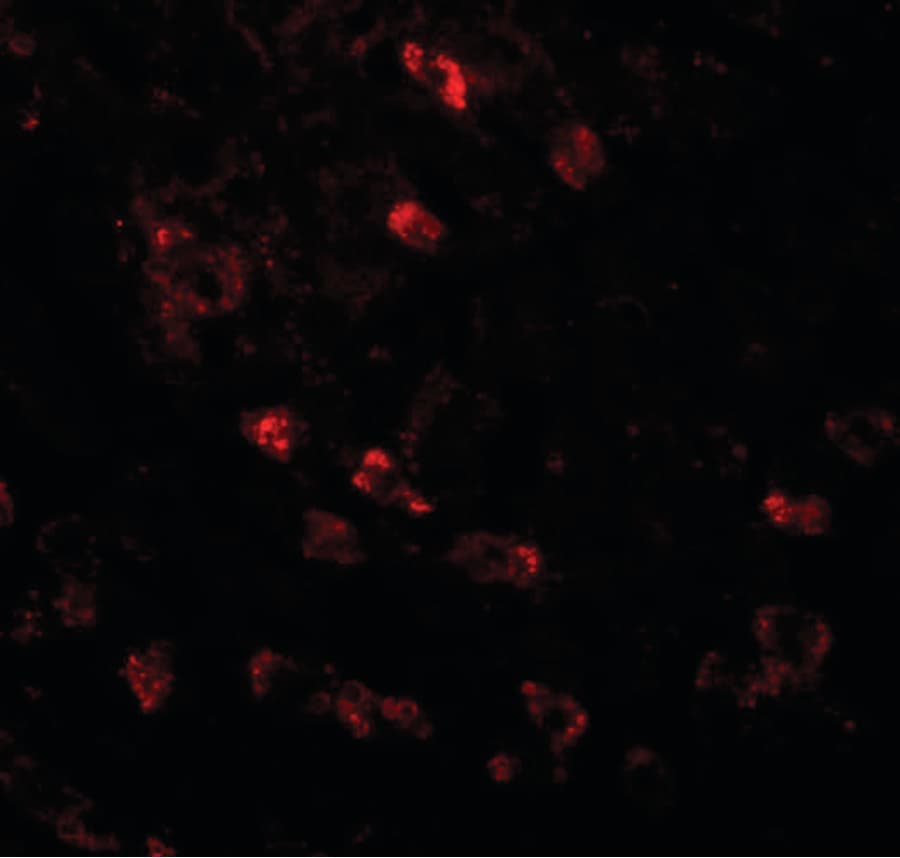 IHC-plus™ Polyclonal Rabbit anti-Human APC6 / CDC16 Antibody (IHC, IF, WB)
