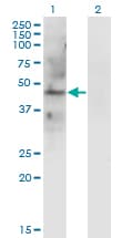 Monoclonal Mouse anti-Human LAMP2 / CD107b Antibody (clone 2G10, WB)