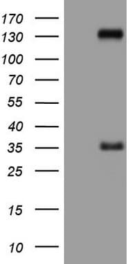 LPIN3 / Lipin-3 Antibody (clone OTI1C8, Carrier-free)
