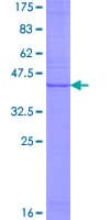 Human CD99L2 Protein (Recombinant GST)