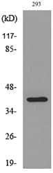 GPR44 / CRTH2 Antibody