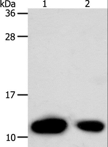 TXN / Thioredoxin / TRX Antibody