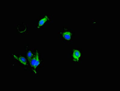 KLK6 / Kallikrein 6 Antibody
