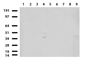 MLF1 Antibody (clone UMAB138, Carrier-free)