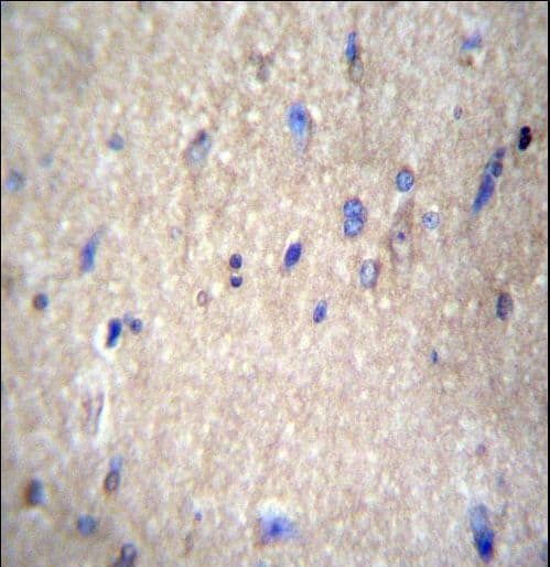 Polyclonal Rabbit anti-Human NAE1 / APPBP1 Antibody (aa172-200, IHC, WB)
