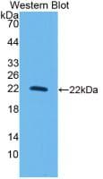 IL-10 Antibody