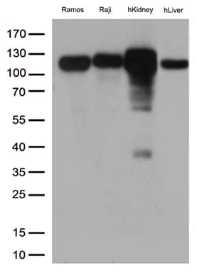 MME / CD10 Antibody (aa411-750, clone OTI2A3)