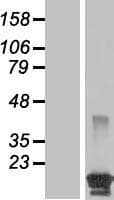 BCL2L15 Protein (Over-Expression Lysate Myc-DDK (Flag))