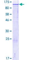 Human PODXL2 / Endoglycan Protein (Recombinant GST)