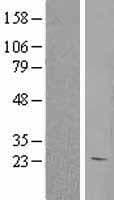 HEBP1 Protein (Over-Expression Lysate Myc-DDK (Flag))