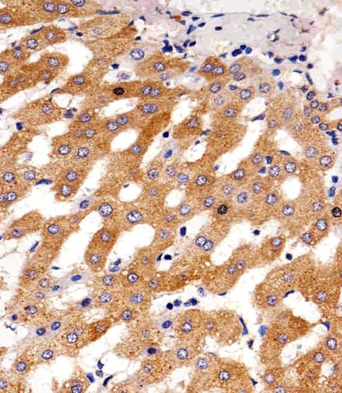 PH / PAH Antibody (aa127-161, clone 717CT21.1.1)