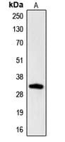 CGREF1 Antibody (N-Terminus)