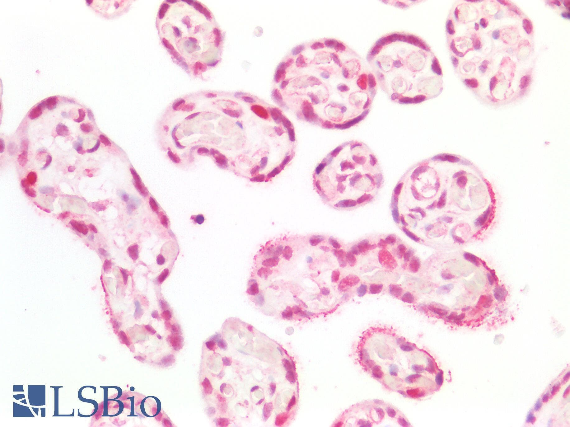PathPlus™ MCM5 Antibody
