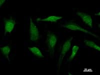 Monoclonal Mouse anti-Human SOX12 Antibody (clone 86C2a, IF, WB)