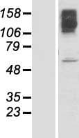 Human KLHL15 Protein (Over-Expression Lysate Myc-DDK (Flag))