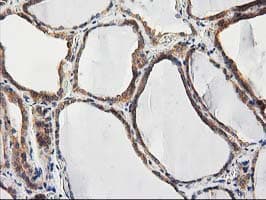 CHCHD5 Antibody (clone OTI9E6)