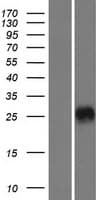 CRISP3 Protein (Over-Expression Lysate Myc-DDK (Flag))