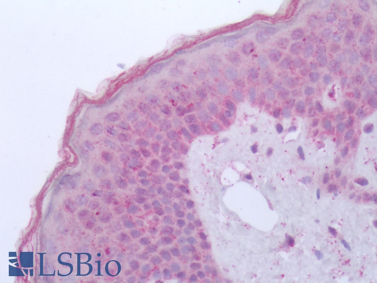 IHC-plus™ GPR84 Antibody (Cytoplasmic Domain)