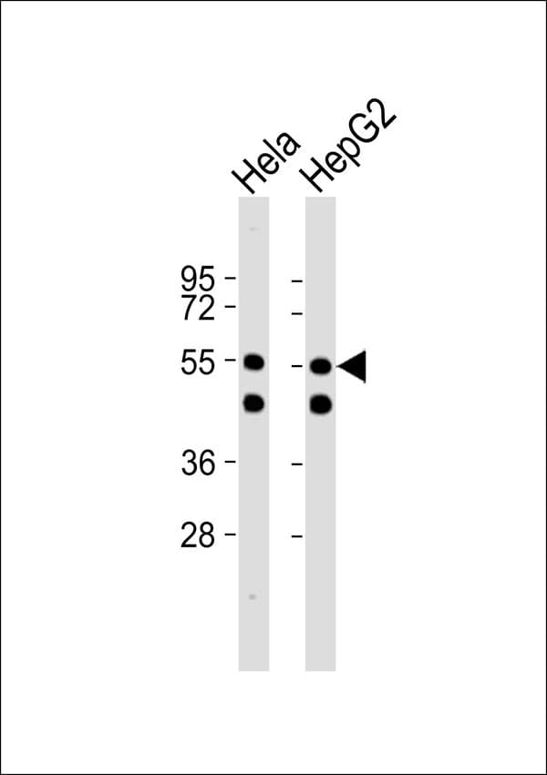 PRPF19 / PRP19 Antibody