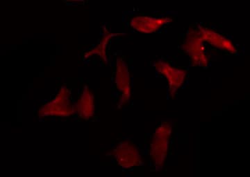 KCNK15 Antibody