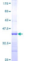Human AREL1 / KIAA0317 Protein (Recombinant GST)