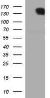 IHC-plus™ CD45 / LCA Antibody (clone 4C11)