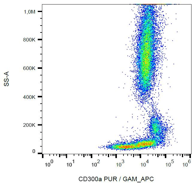 Monoclonal Mouse anti-Human CD300A Antibody (clone MEM-260, WB)