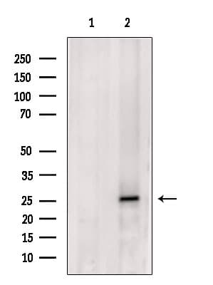 CHMP1A Antibody