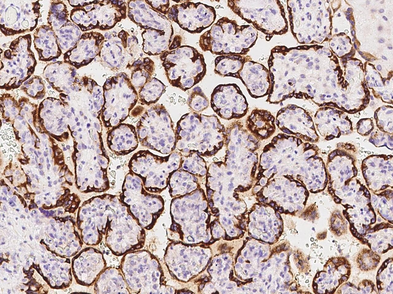 GH2 Antibody