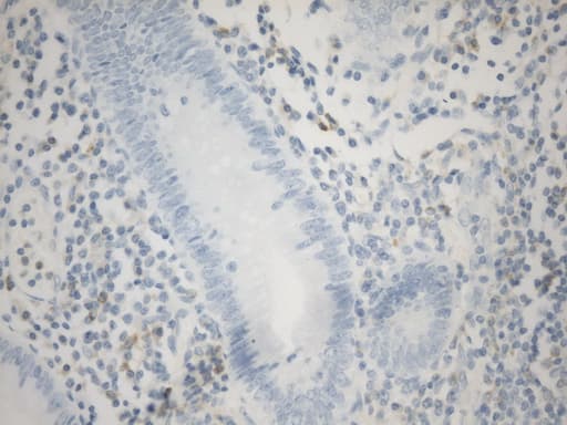 VSIR / GI24 / VISTA Antibody (clone UMAB271)