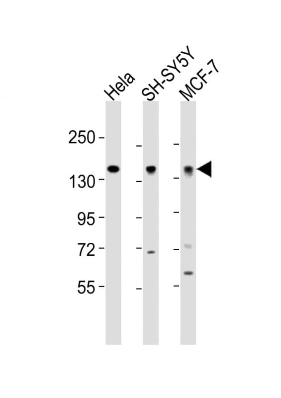 MAML2 Antibody (aa780-814)